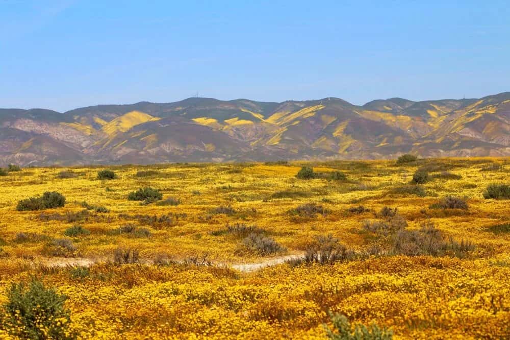 Carrizo Plain National Monument - größte Grasland Kaliforniens
