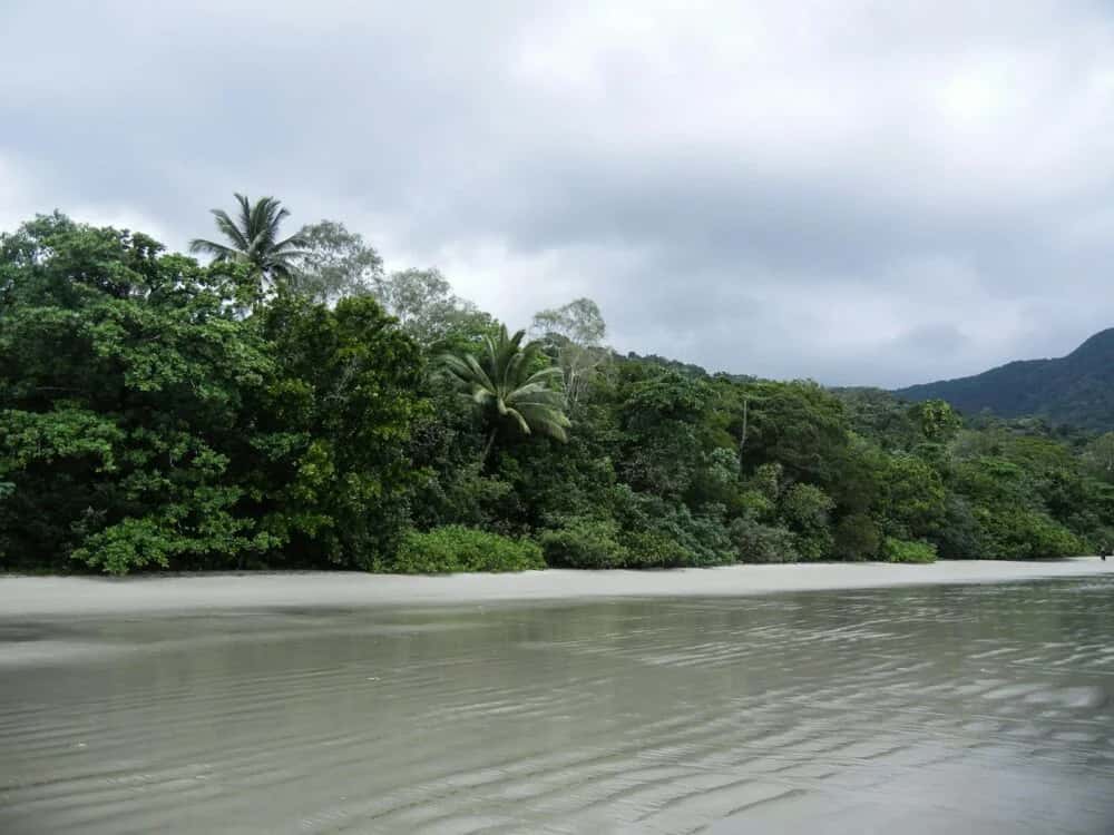 Der Daintree Rainforest: Australiens größter Regenwald