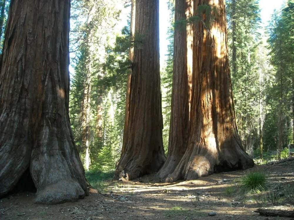Giant Sequoia National Monument