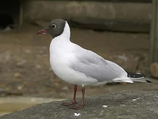 Lachmöwe (Larus ridibundus)