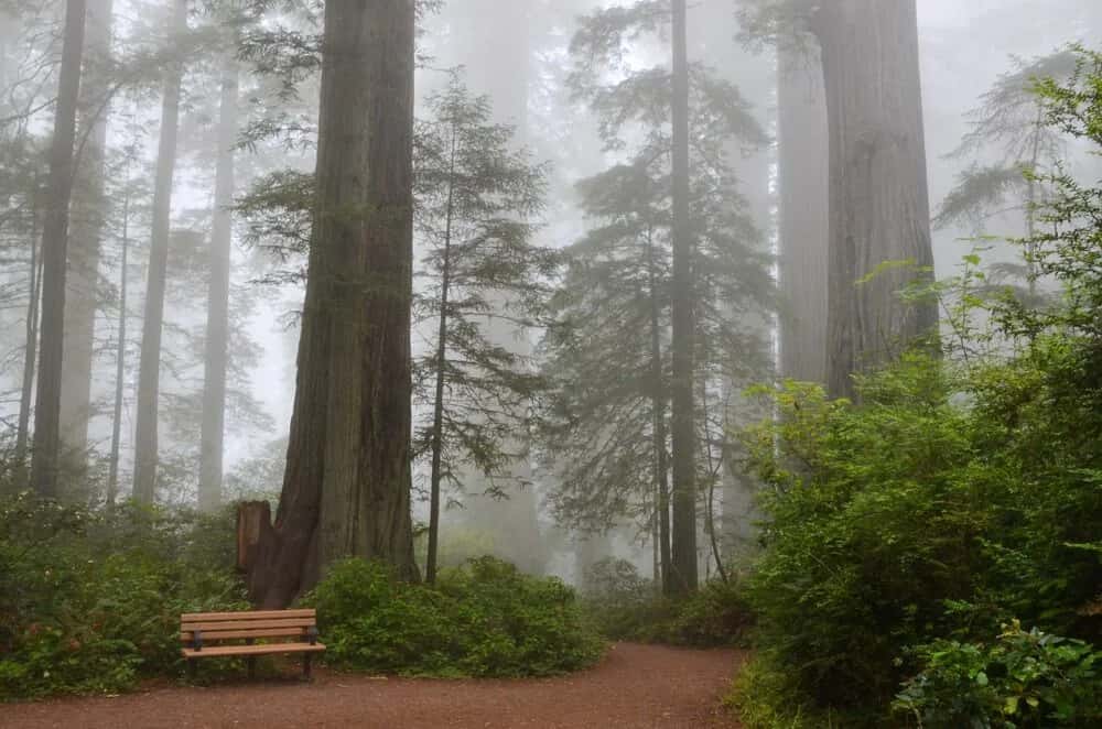 Redwood Nationalpark - Zuhause des höchsten Baums der Welt