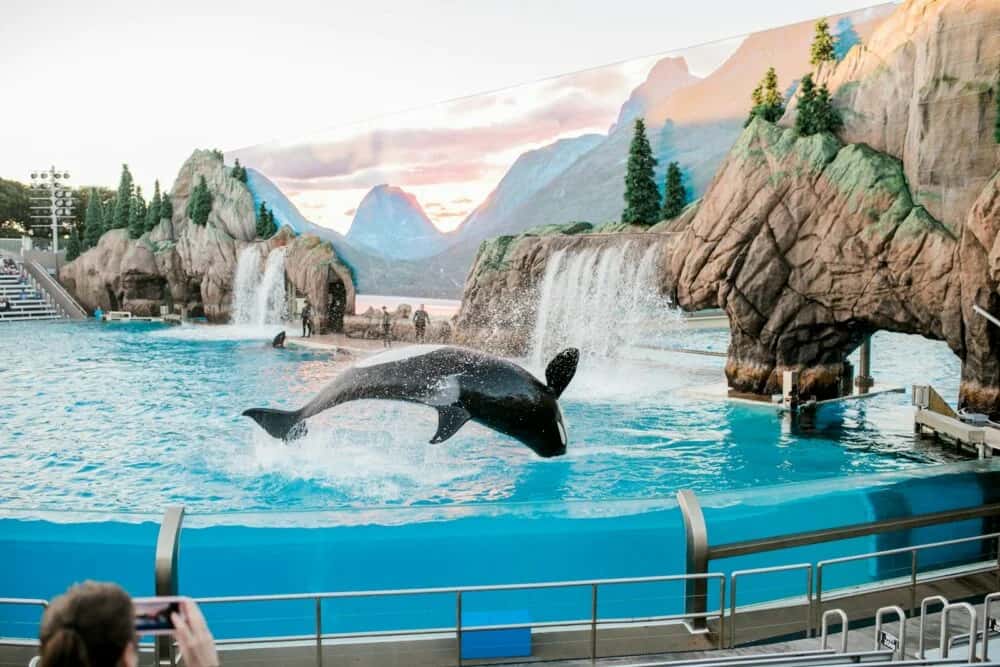 Sea World, Australien: Ein Paradies für Tier- und Wassersportliebhaber