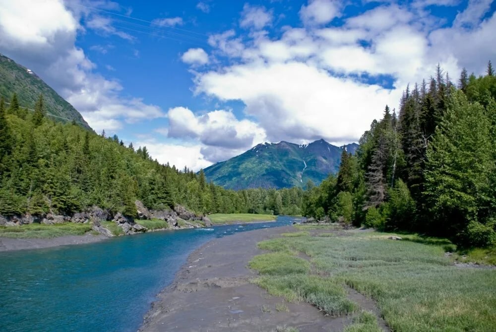 green trees near lake under blue sky during daytime