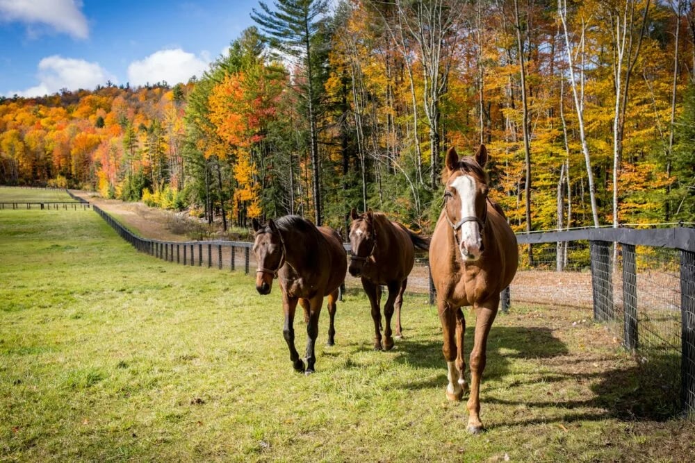 horses standing in a field