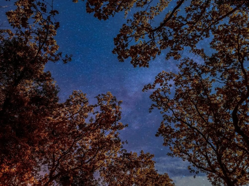 brown leaf trees under blue sky