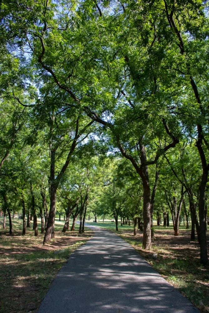 green trees on gray concrete pathway