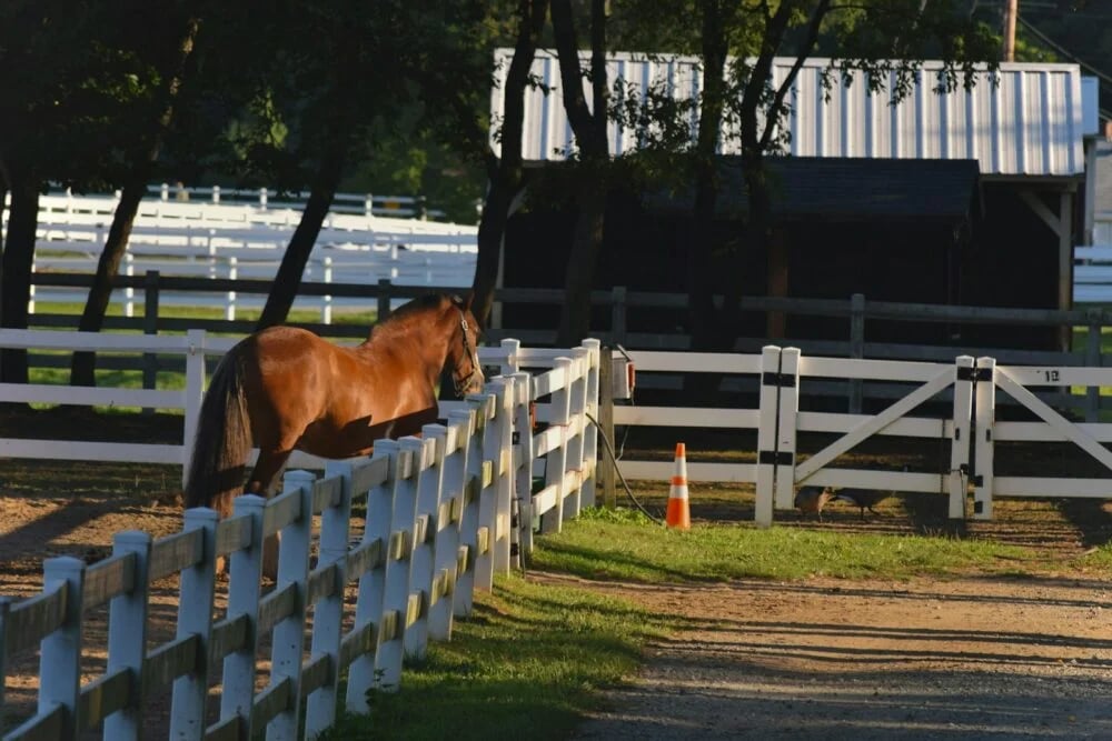 a brown horse standing on top of a lush green field