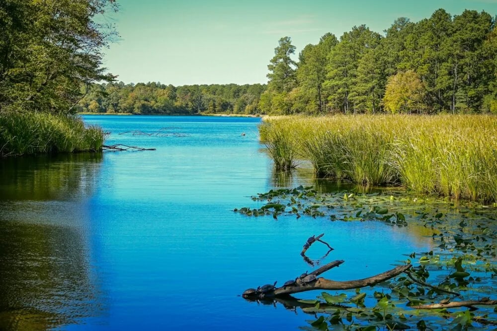 a body of water with trees around it