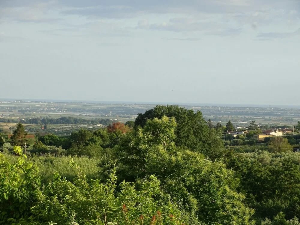 green trees near body of water during daytime