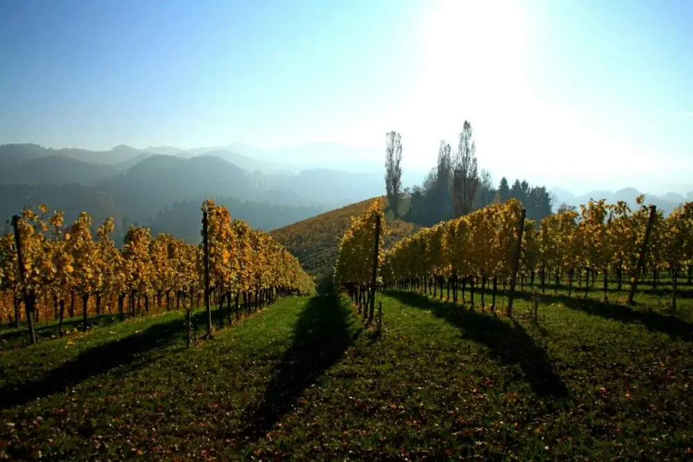 Weinbau in Kalifornien