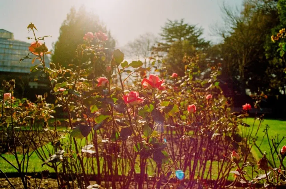 Christchurch Botanic Gardens – ein wunderschöner Ort in Neuseeland