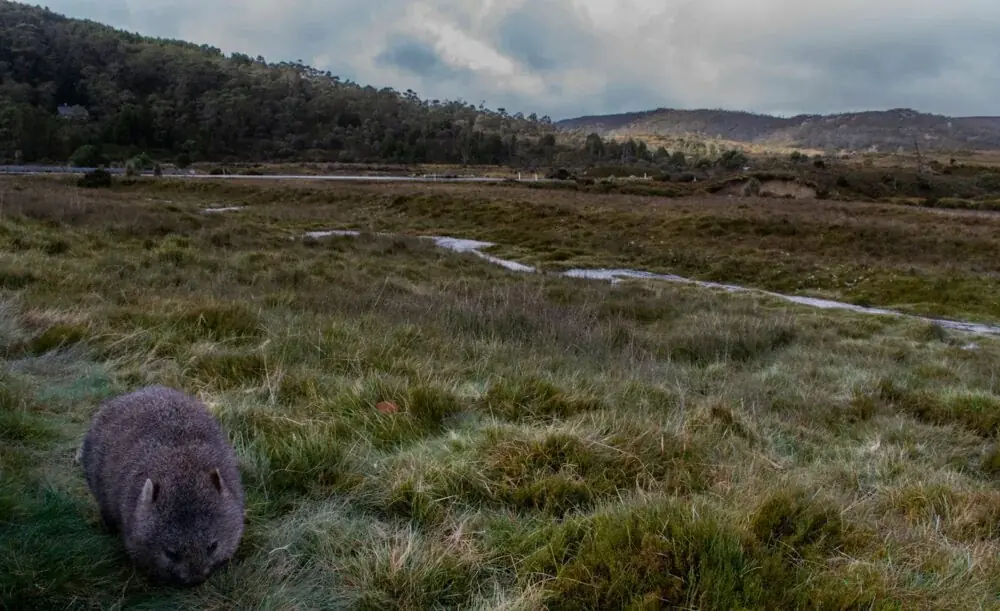 Cradle Mountain - ein unvergessliches Erlebnis in Tasmanien