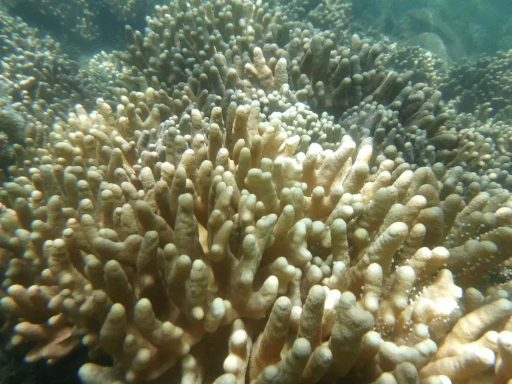 Der Great Barrier Reef: Ein einzigartiges Naturwunder