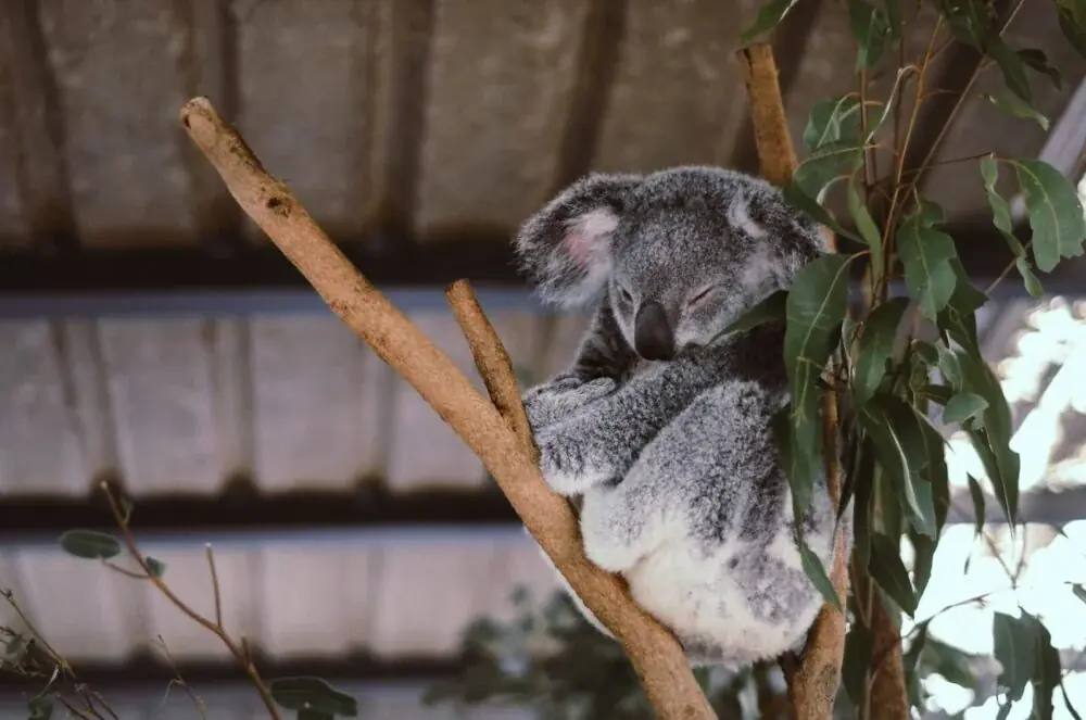 Der Lone Pine Koala Sanctuary – ein Paradies für Tierliebhaber