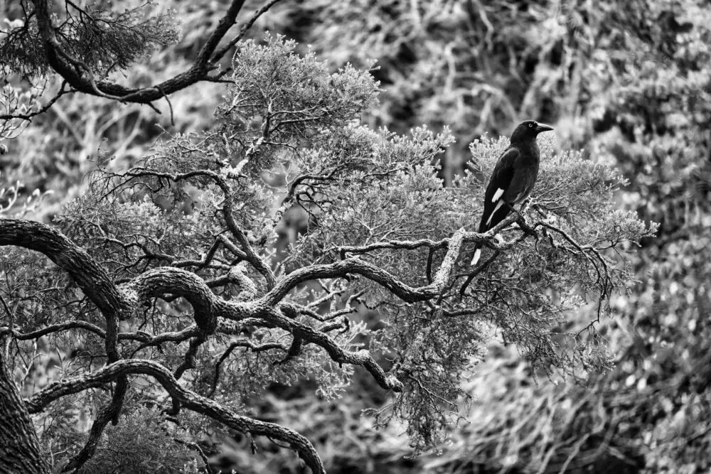 Die Royal Botanic Gardens Victoria - Melbourne Gardens in Australien