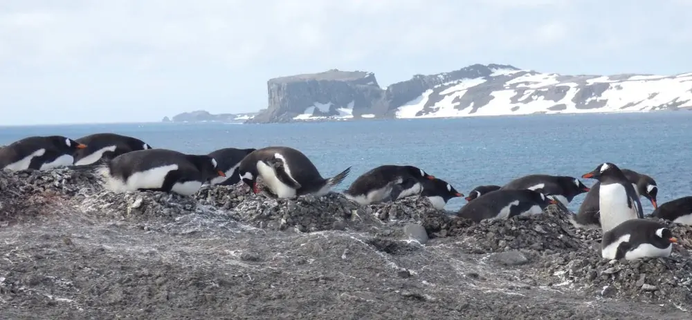 Ein Besuch im Internationalen Antarktiszentrum in Neuseeland