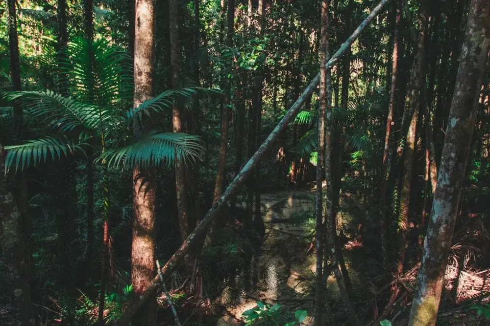 Ein Paradies für Naturliebhaber: Fraser Island, Australien