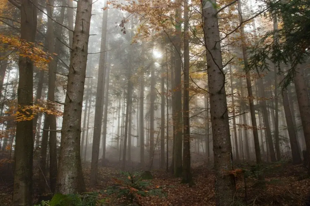 Einzigartige Naturwunder: Der Whakarewarewa Forest in Neuseeland