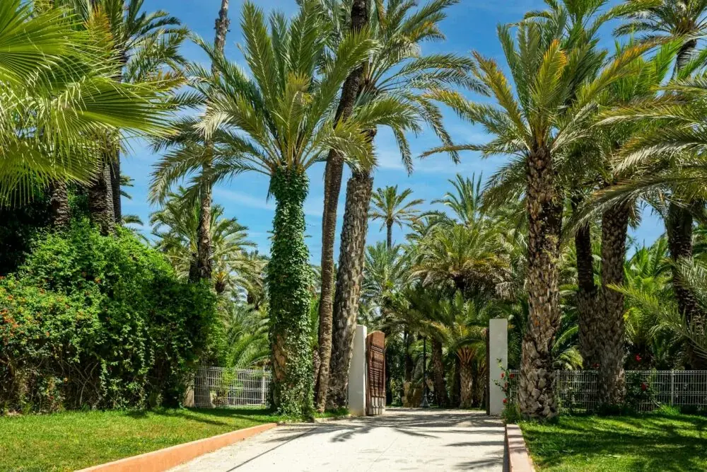 Elche entdecken: Palmenhaine und Kulturschätze im Herzen Spaniens