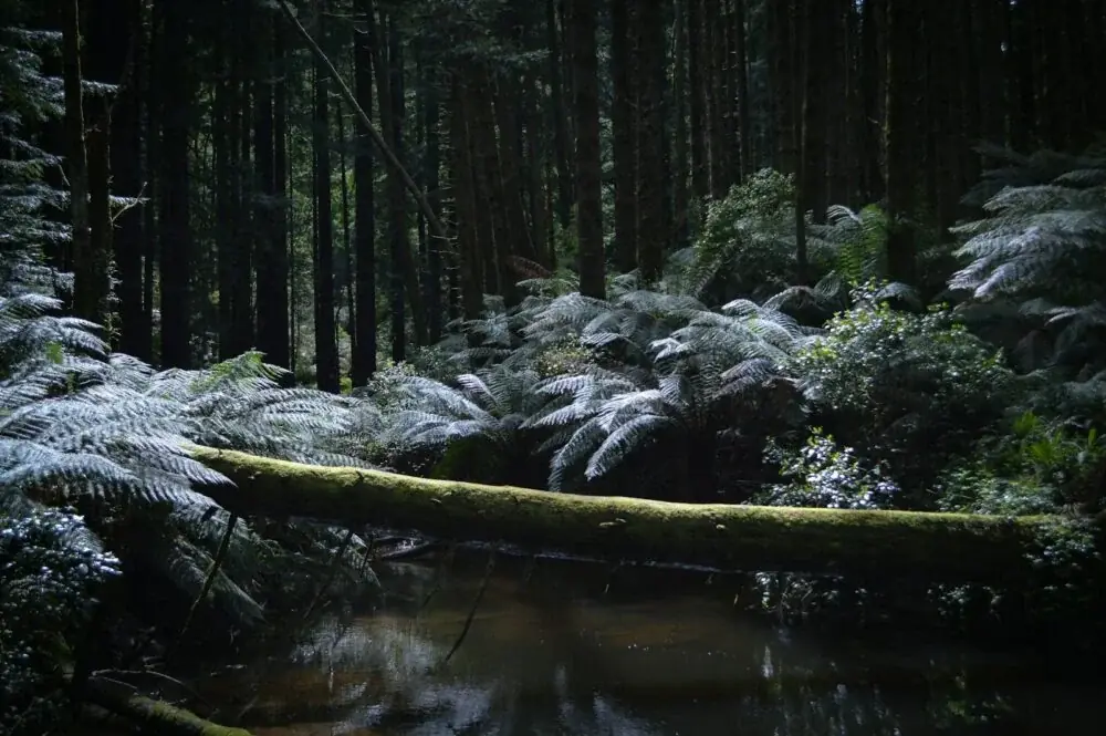 Großartiges Erlebnis im Great Otway National Park, Australien