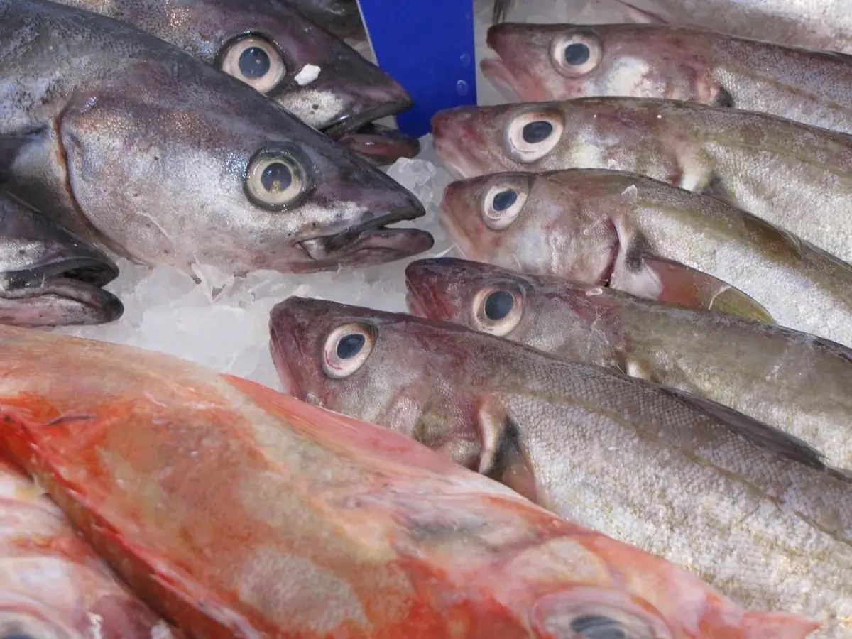 Hering (Clupea harengus)
