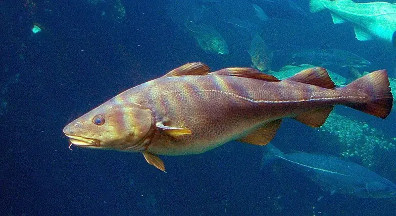 Kabeljau (Gadus morrhua)