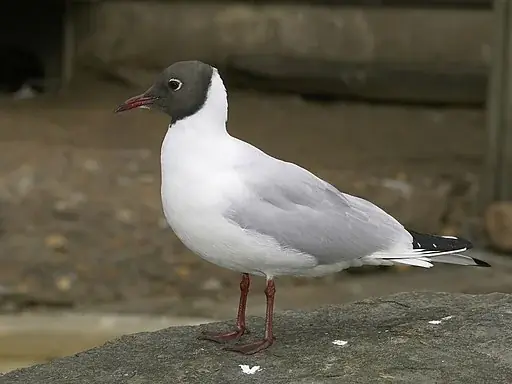 Lachmöve