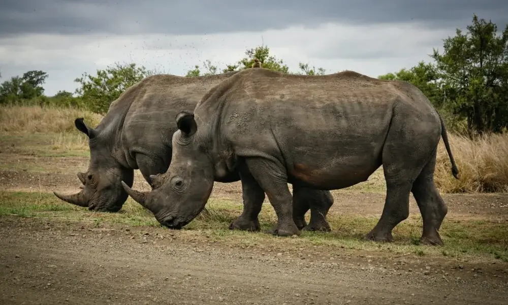 Orana Wildlife Park – ein Tierparadies in Neuseeland