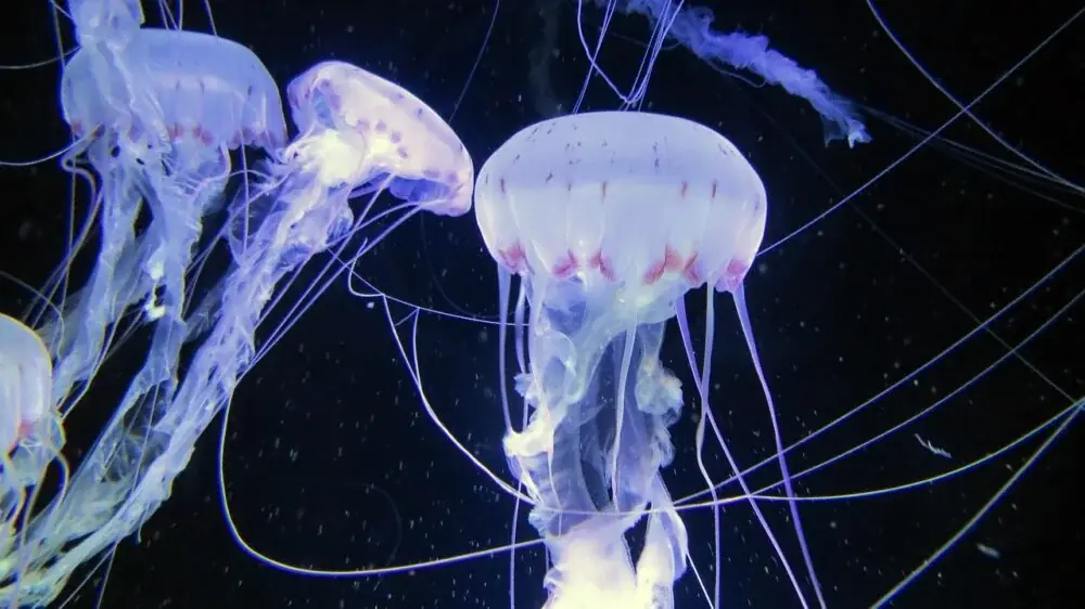 Das Ozeaneum in Stralsund
