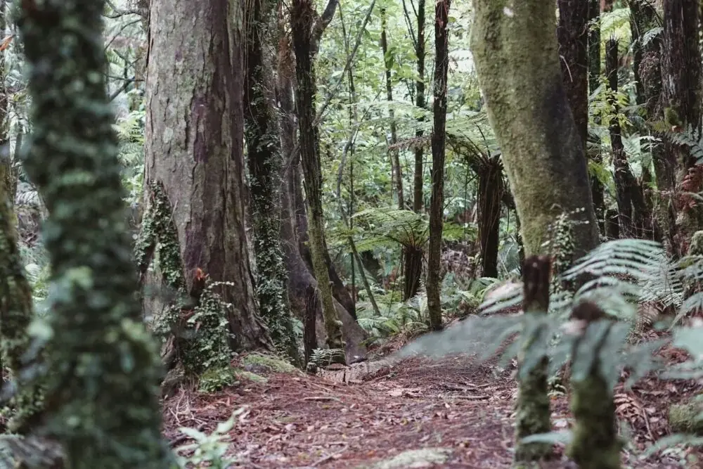 Skyrail Rainforest Cableway – ein einzigartiges Erlebnis in Australien
