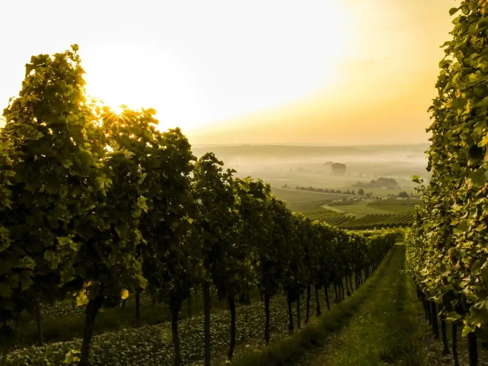 Stonyridge Vineyard – ein Weinparadies auf Neuseelands Nordinsel
