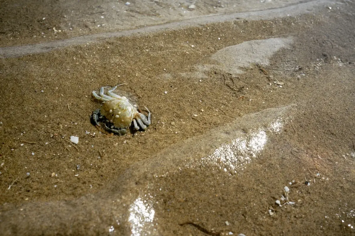 Strandkrabbe (Carcinus maenas)
