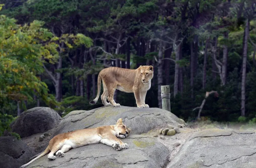 Wellington Zoo – ein Tierparadies in Neuseeland