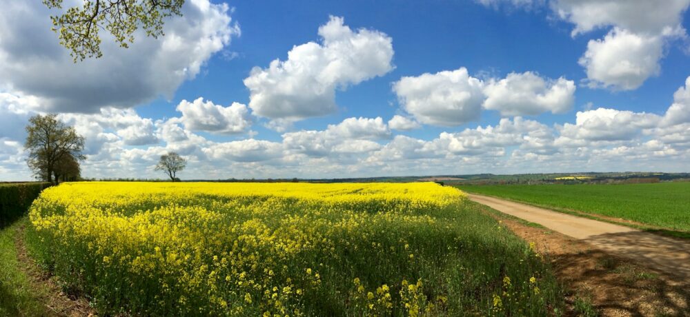 yellow flower field under blue sky and white clouds during daytime