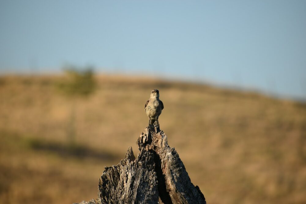 brown bird on gray rock during daytime