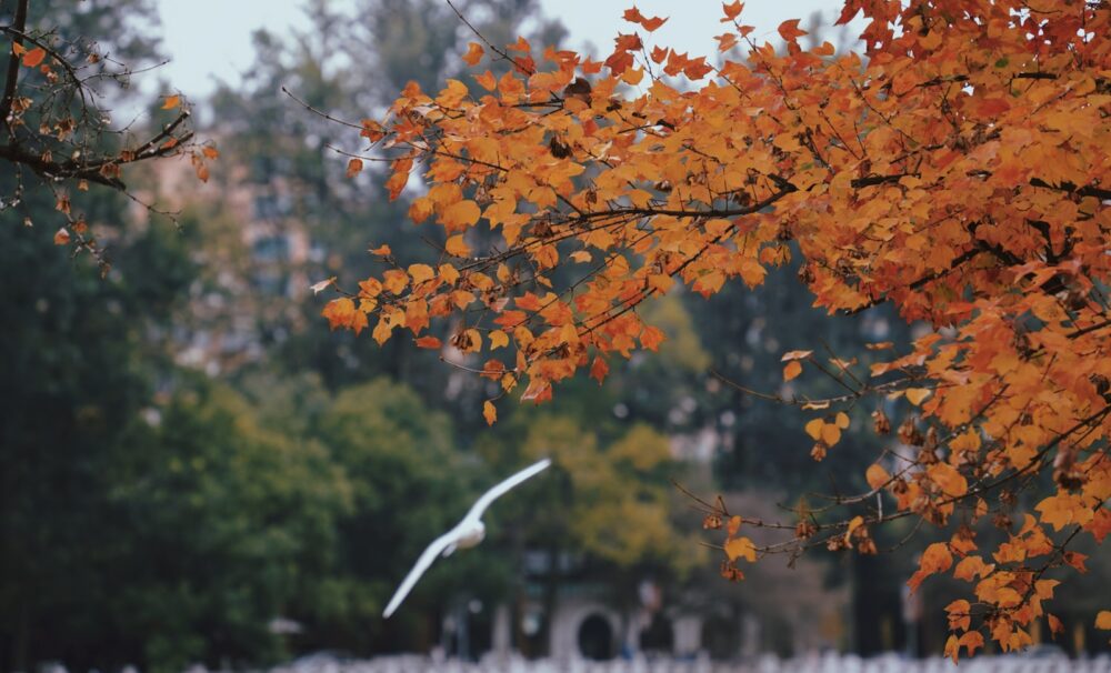 a tree with orange leaves and a white bird flying by