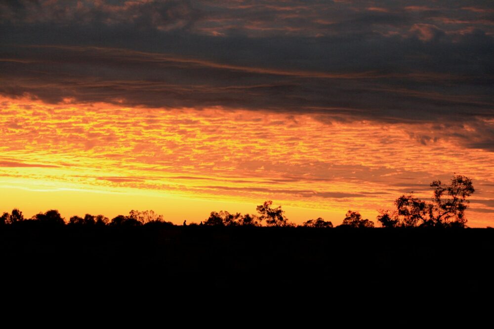 silhouette of trees during sunset